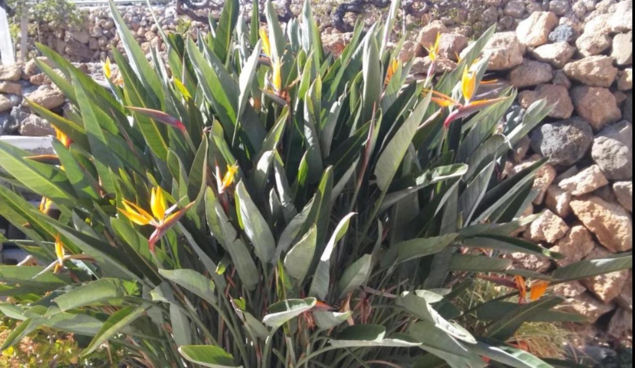 סנטה קרוז דה טנריף La Casita Ma Petite Folie Tenerife מראה חיצוני תמונה